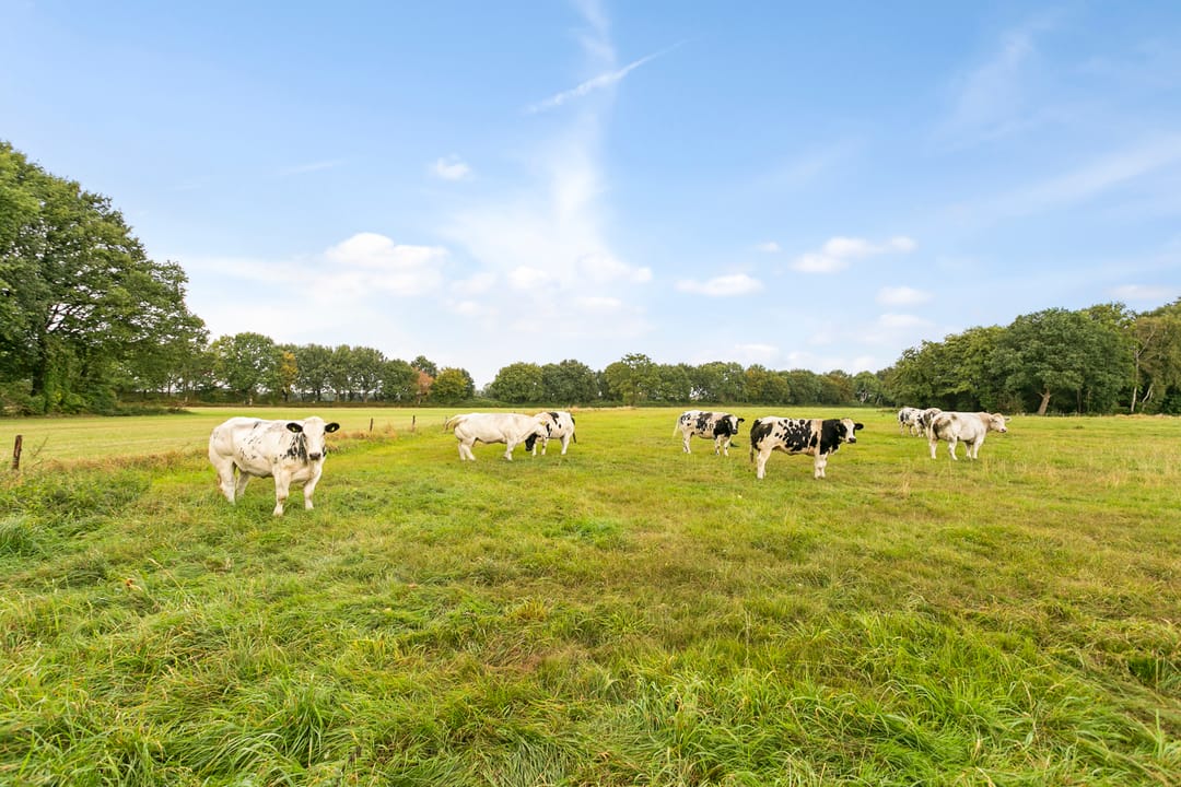 Photo 38 of Hof van Tongerloo 28