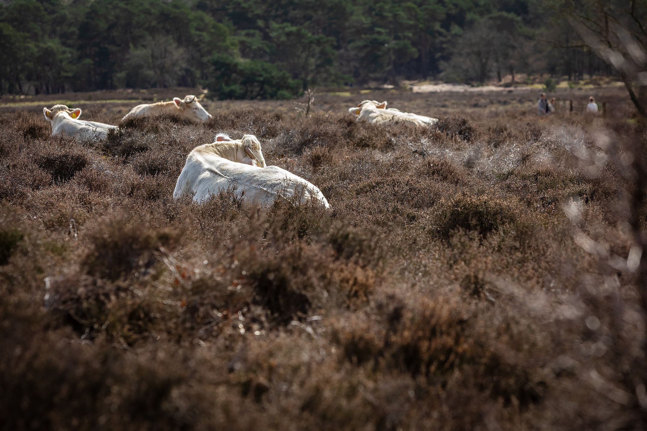 Foto 33 van Dotterstraat 23