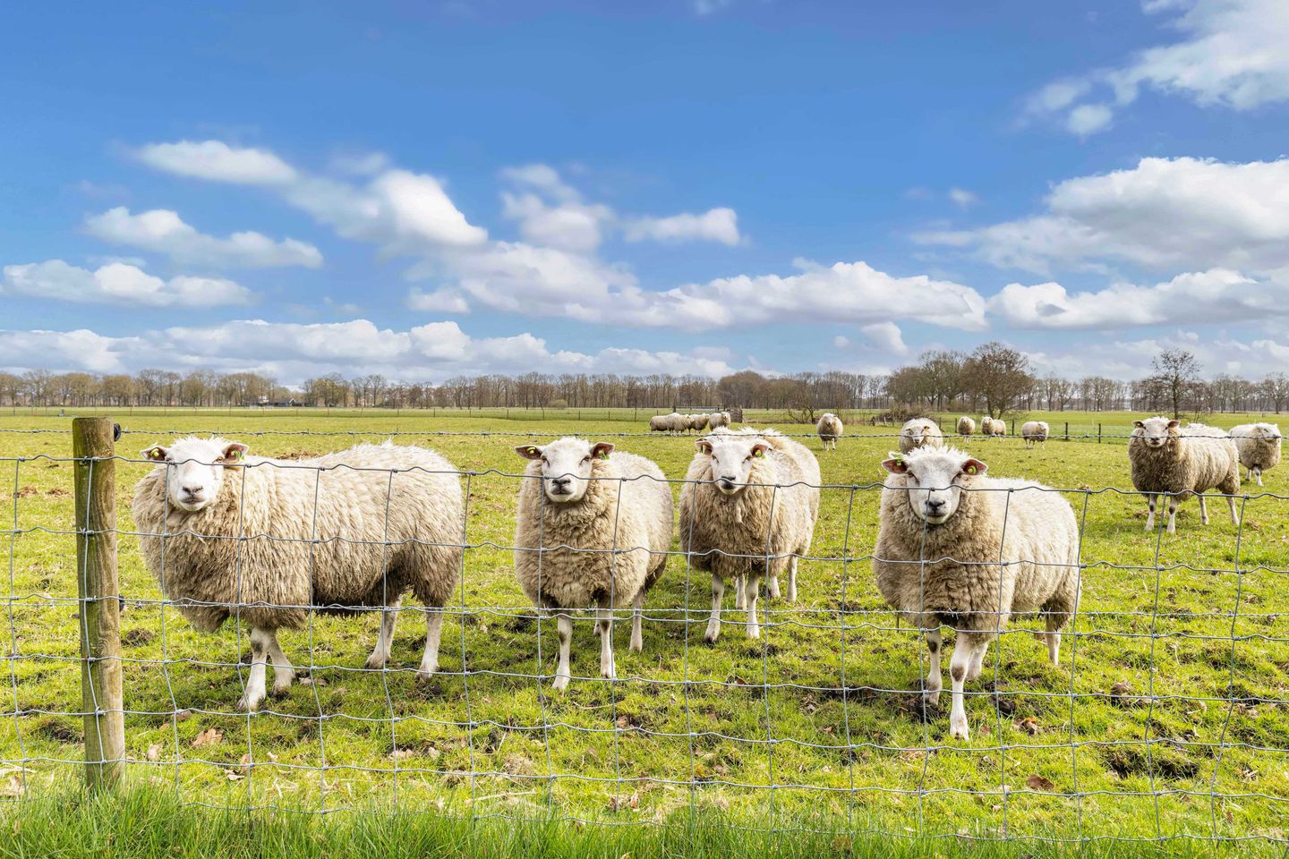 Foto 40 van Tolheksleane 73