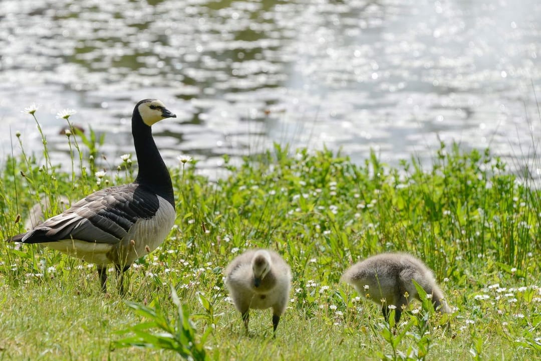 Foto 41 van Mevrouw De Rooweg 175