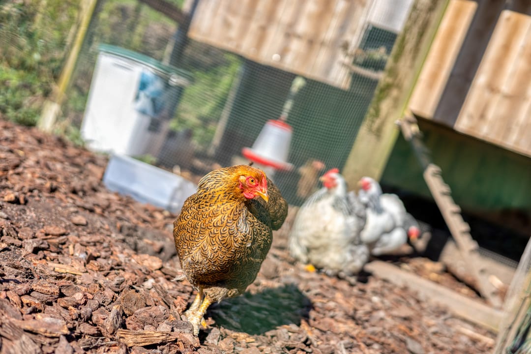 Unique half farmhouse with rural character near the city — 28