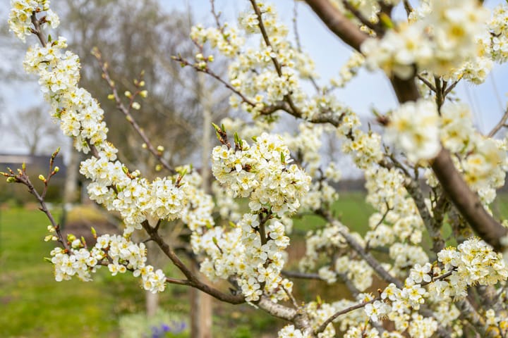 Foto 5 van Scholbergstraat 4