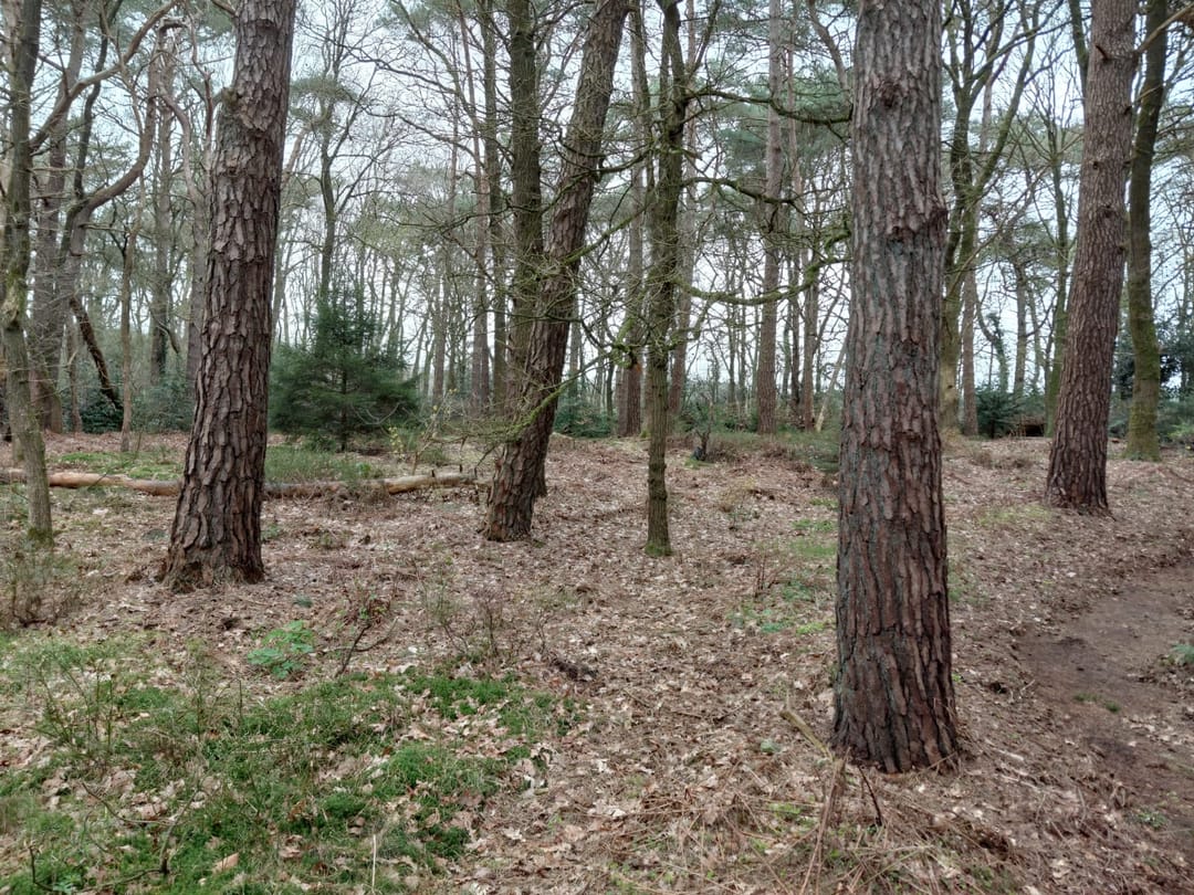 Foto 31 van Langeloërduinen G 15