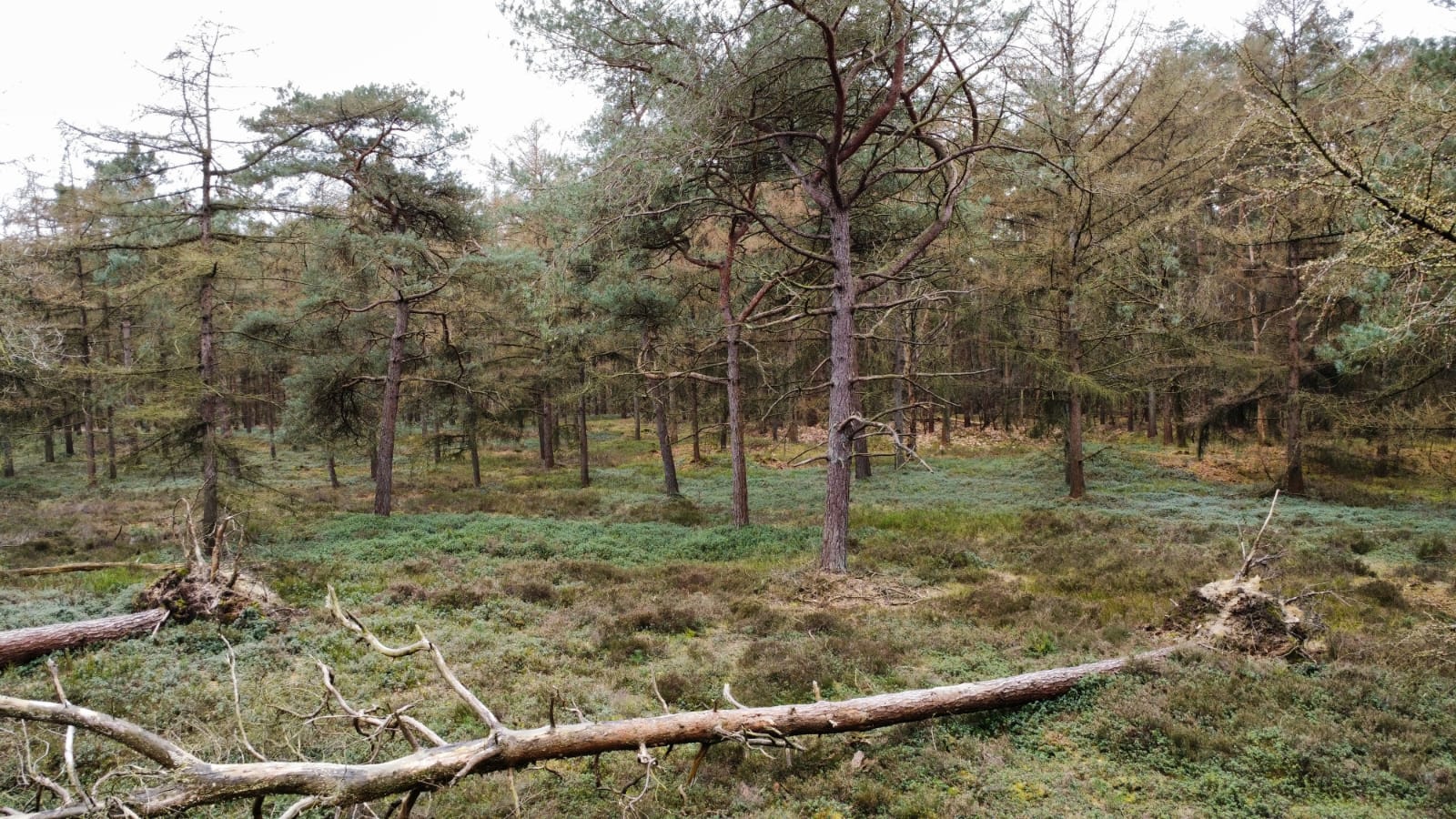 Foto 33 van Langeloërduinen G 15