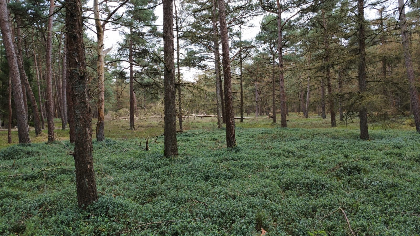 Foto 24 van Langeloërduinen G 15
