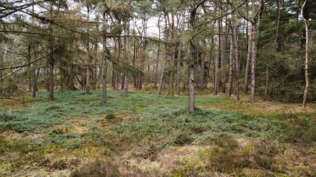 Foto 23 van Langeloërduinen G 15