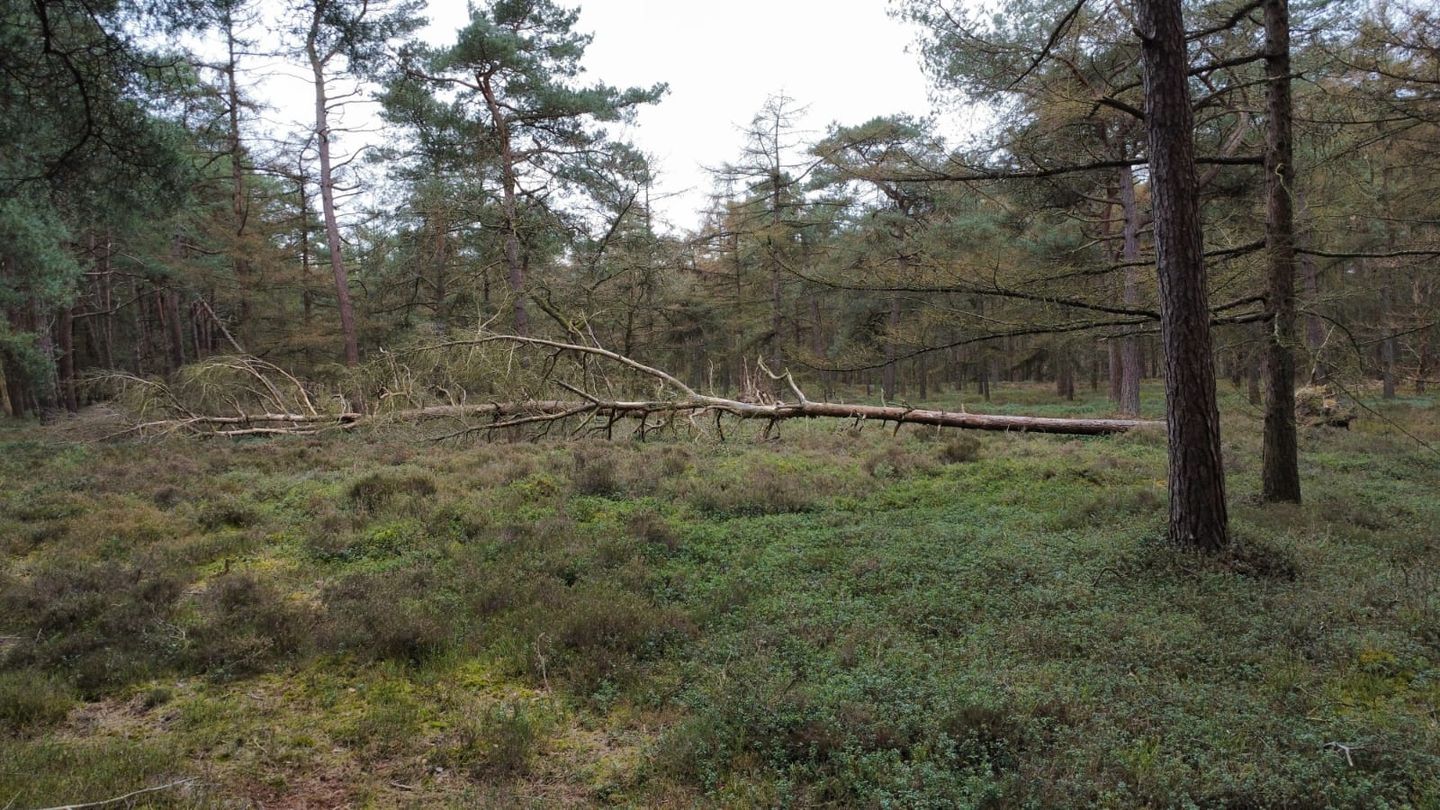 Foto 34 van Langeloërduinen G 15