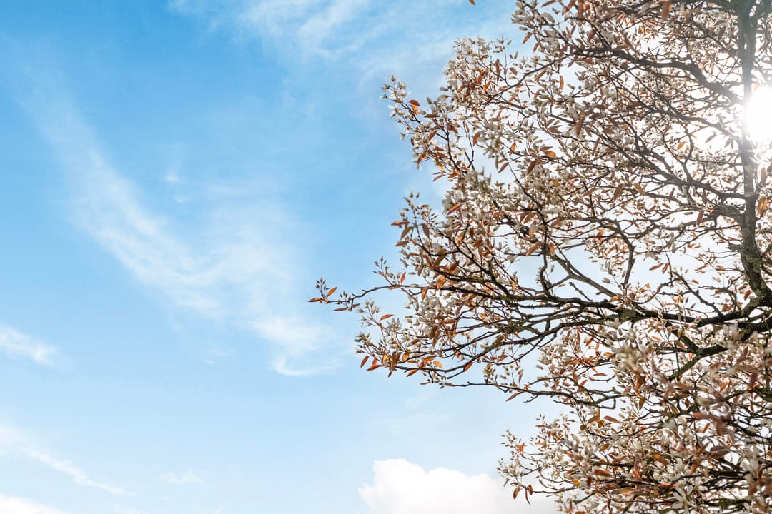 Photo 71 of Schenkeldijk 82