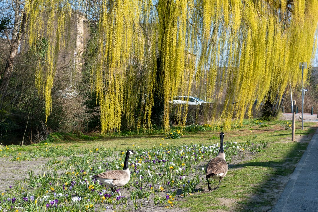 Foto 47 van Aronskelkweg 82