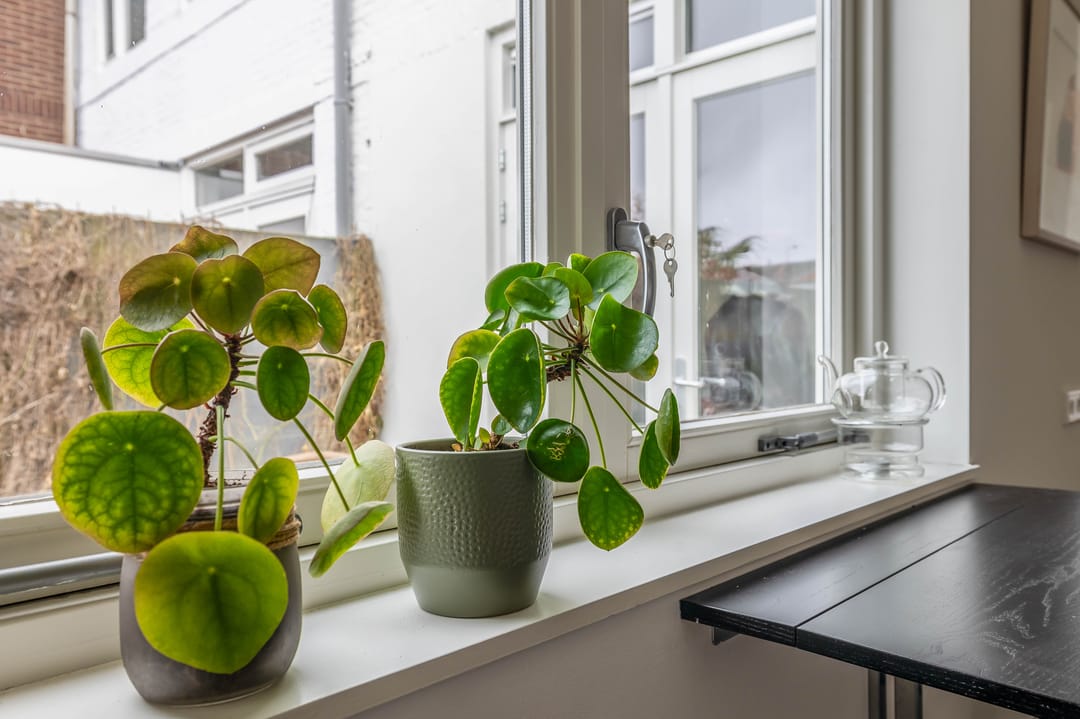 Foto 22 van Schootsestraat 100