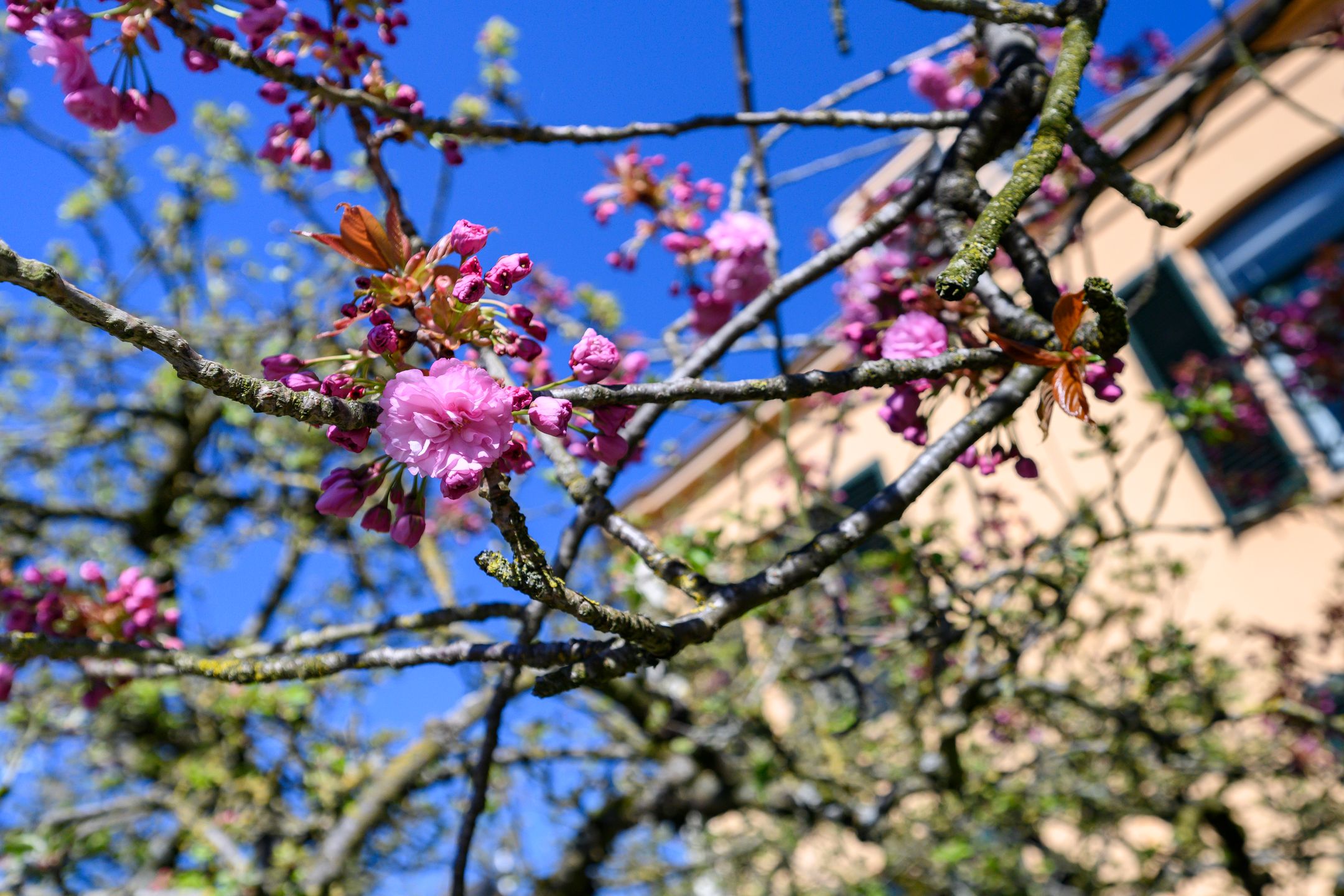 Foto 54 van Wilhelminastraat 17