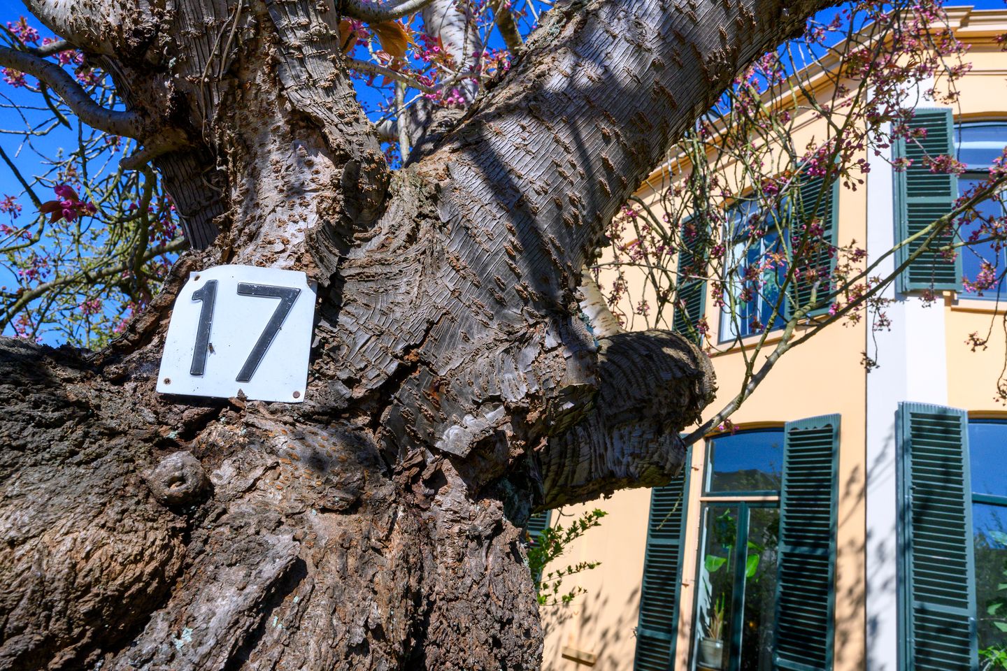 Foto 55 van Wilhelminastraat 17