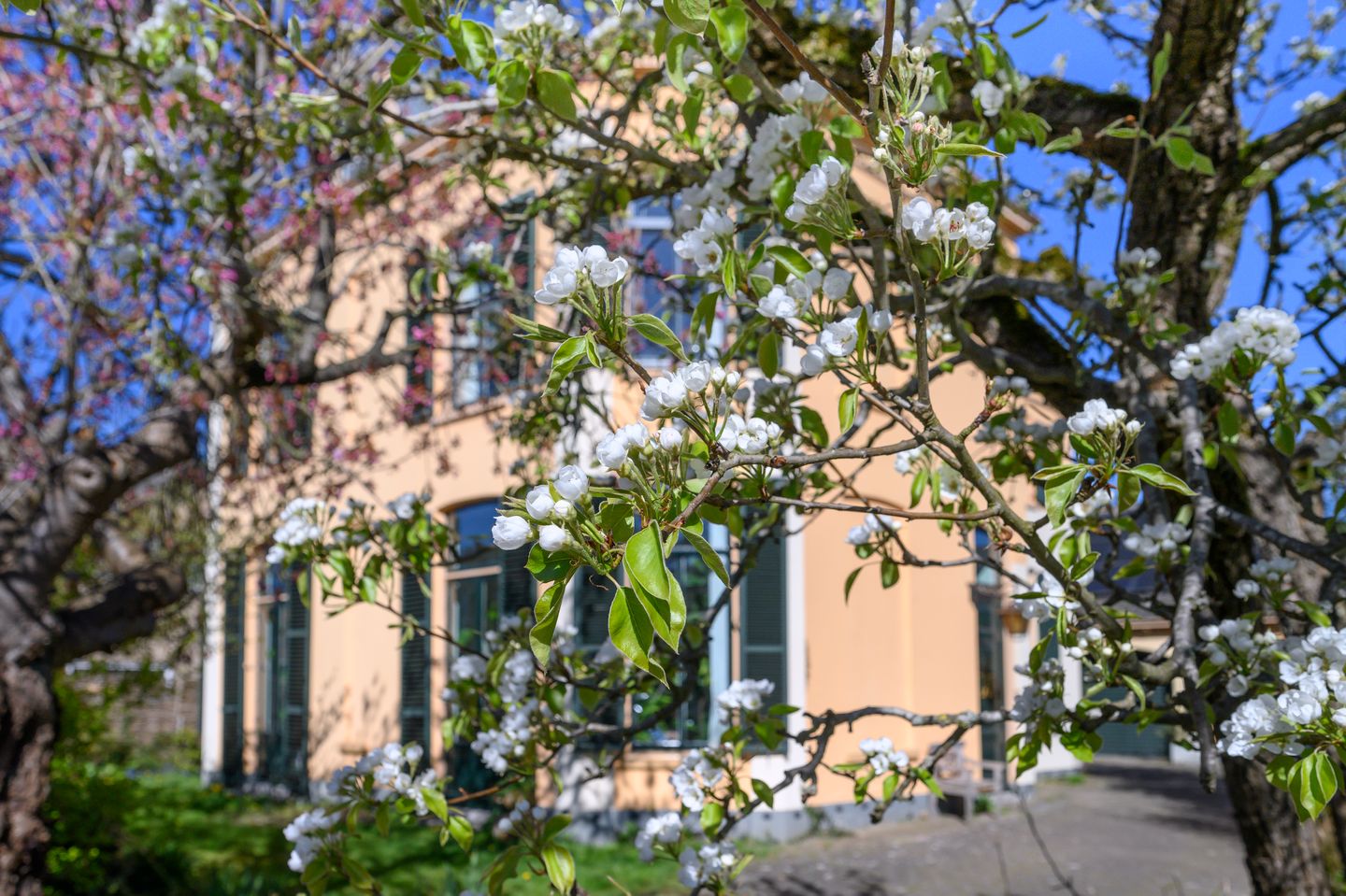 Foto 65 van Wilhelminastraat 17