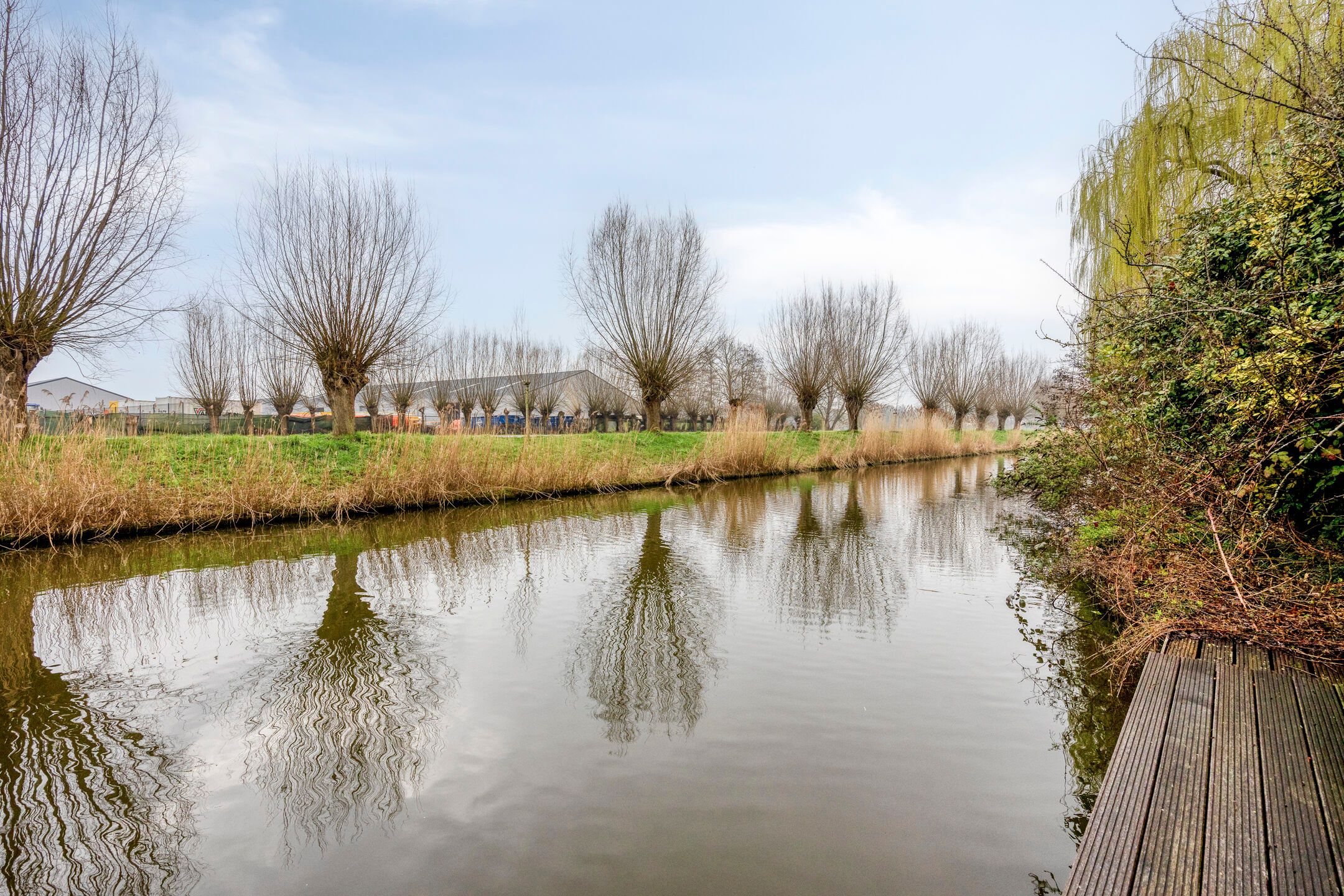 Foto 36 van Goudenregenzoom 184