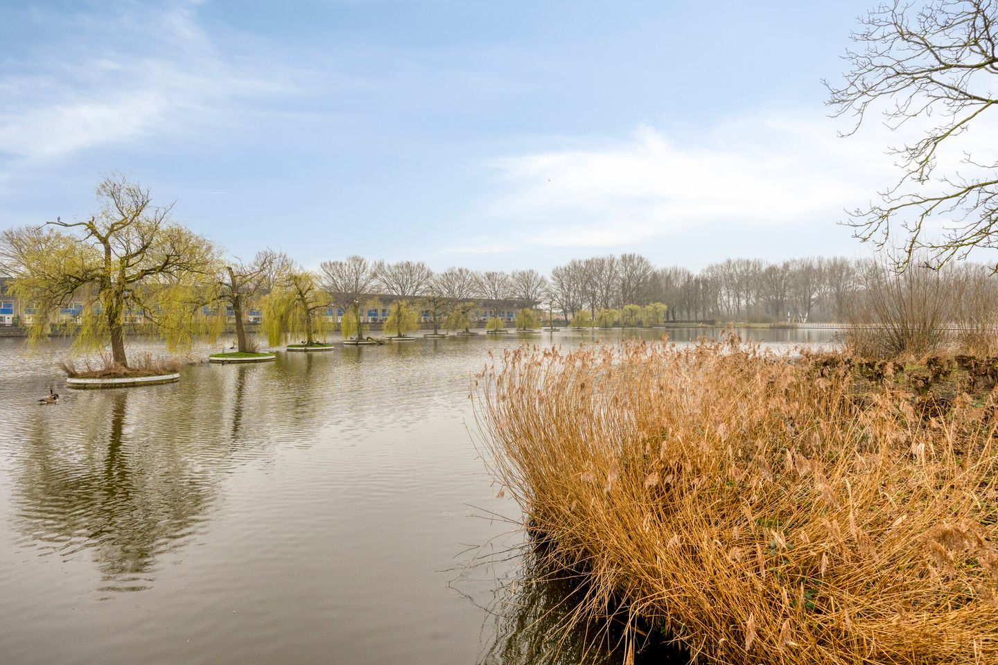 Foto 40 van Goudenregenzoom 184