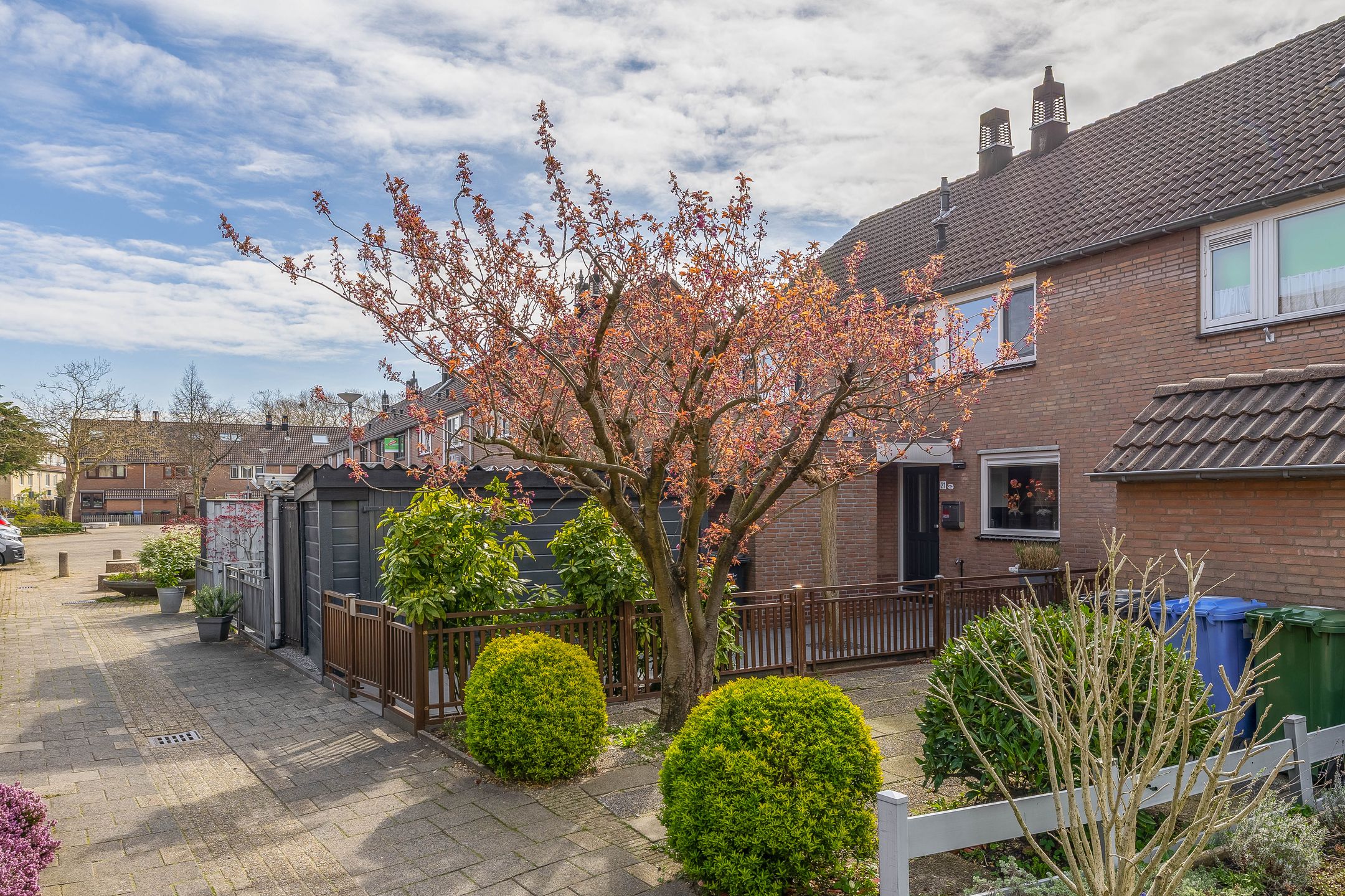 Photo 9 of Papaver 21