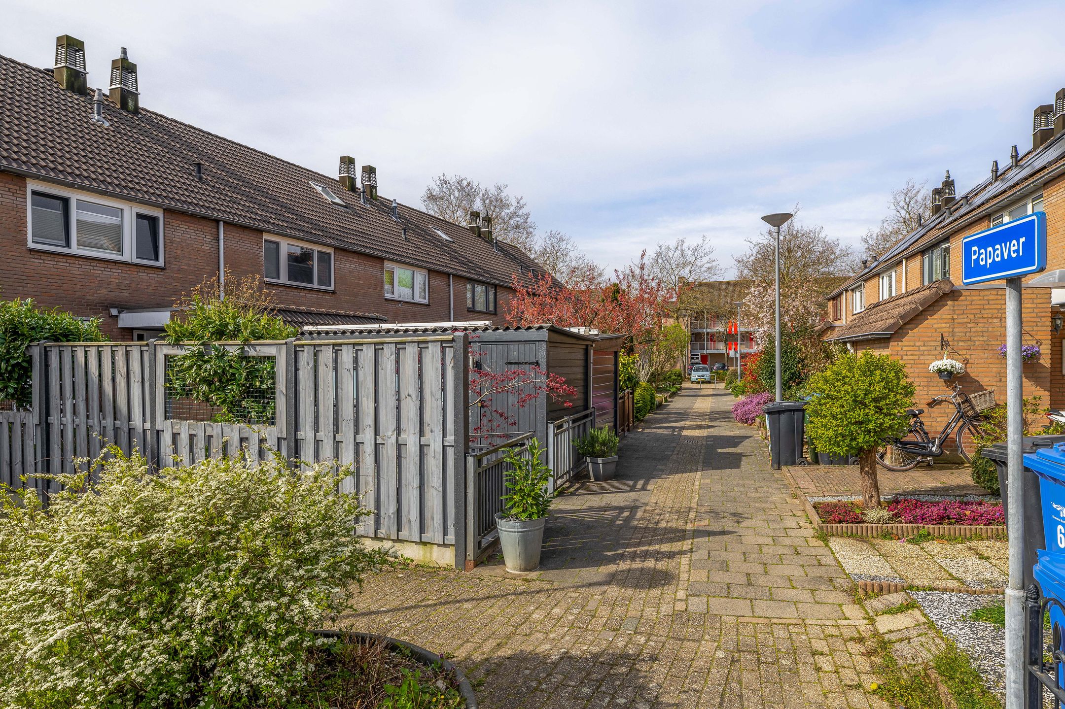 Photo 6 of Papaver 21