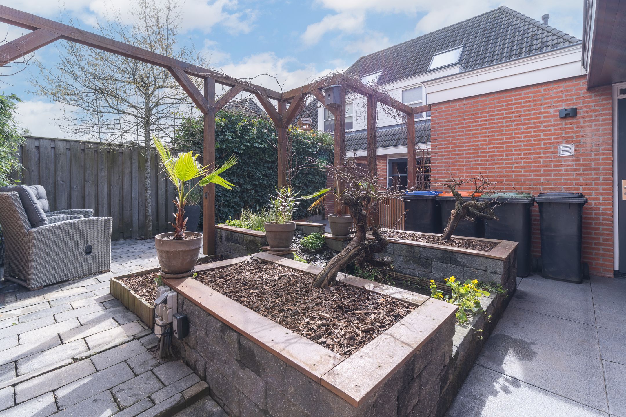 Photo 42 of Engelwortel 11