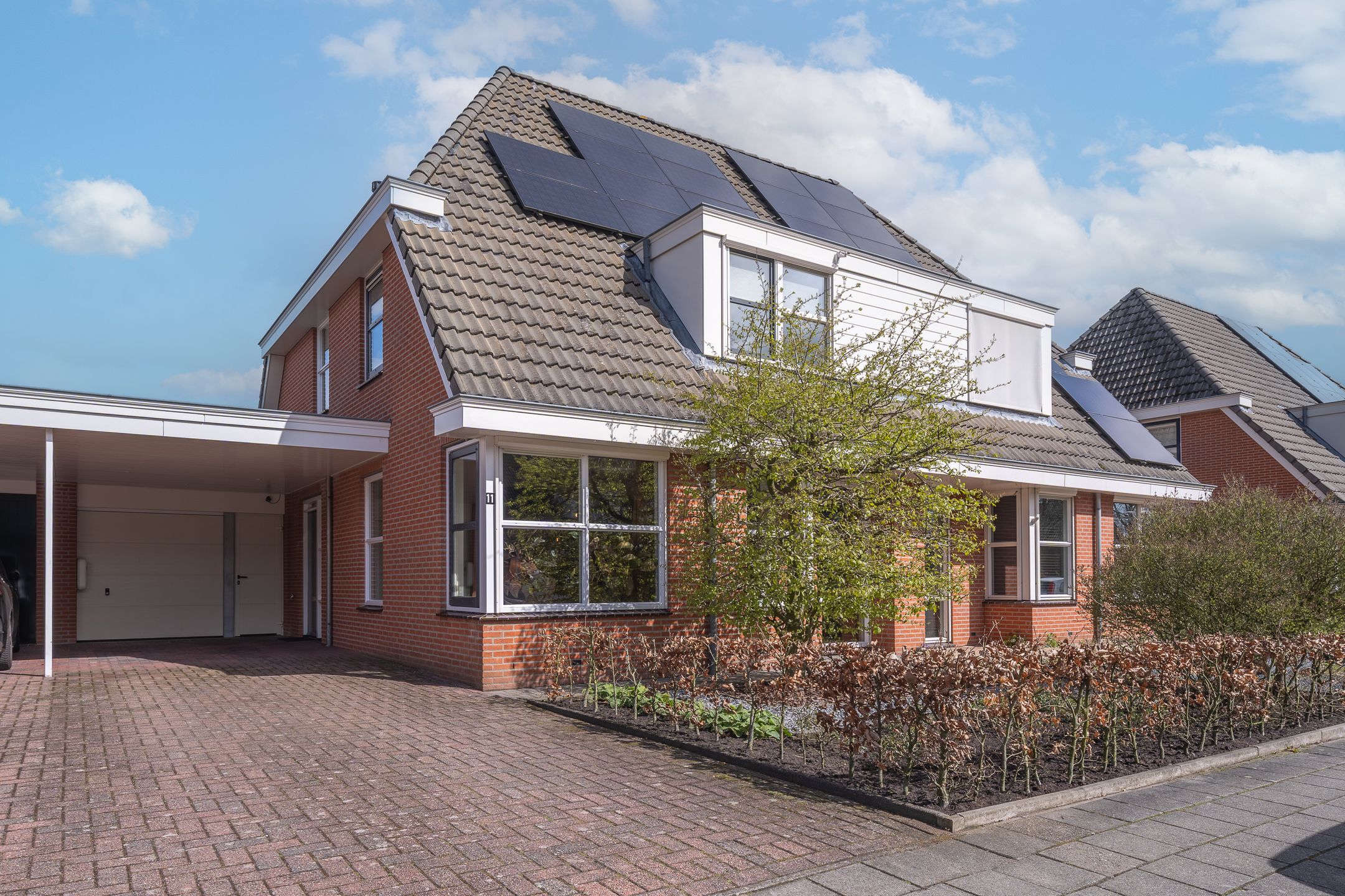 Photo 45 of Engelwortel 11