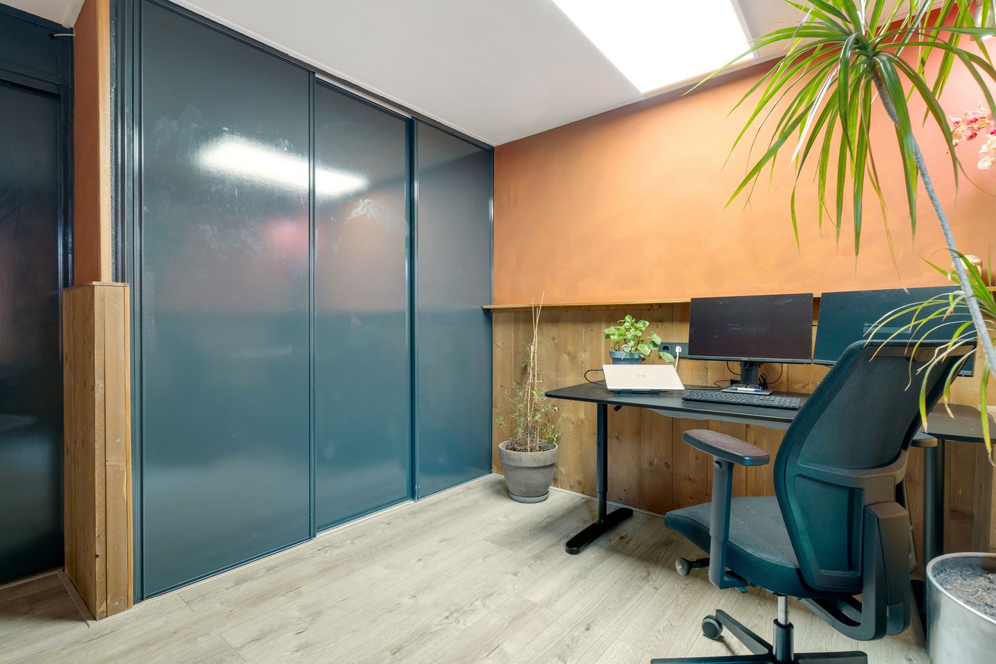 Photo 19 of Engelwortel 11