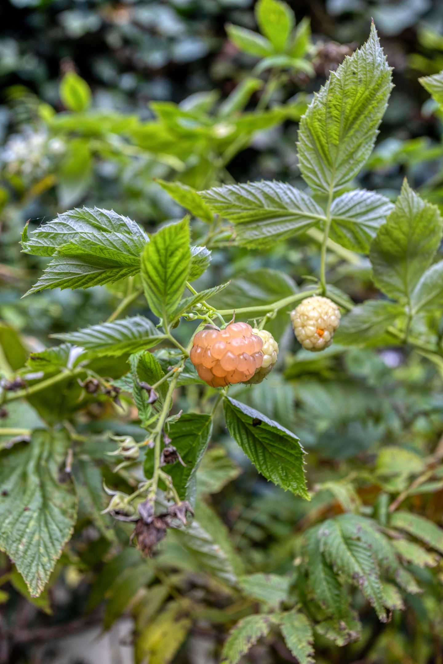 Foto 45 van van der Veurweg 22