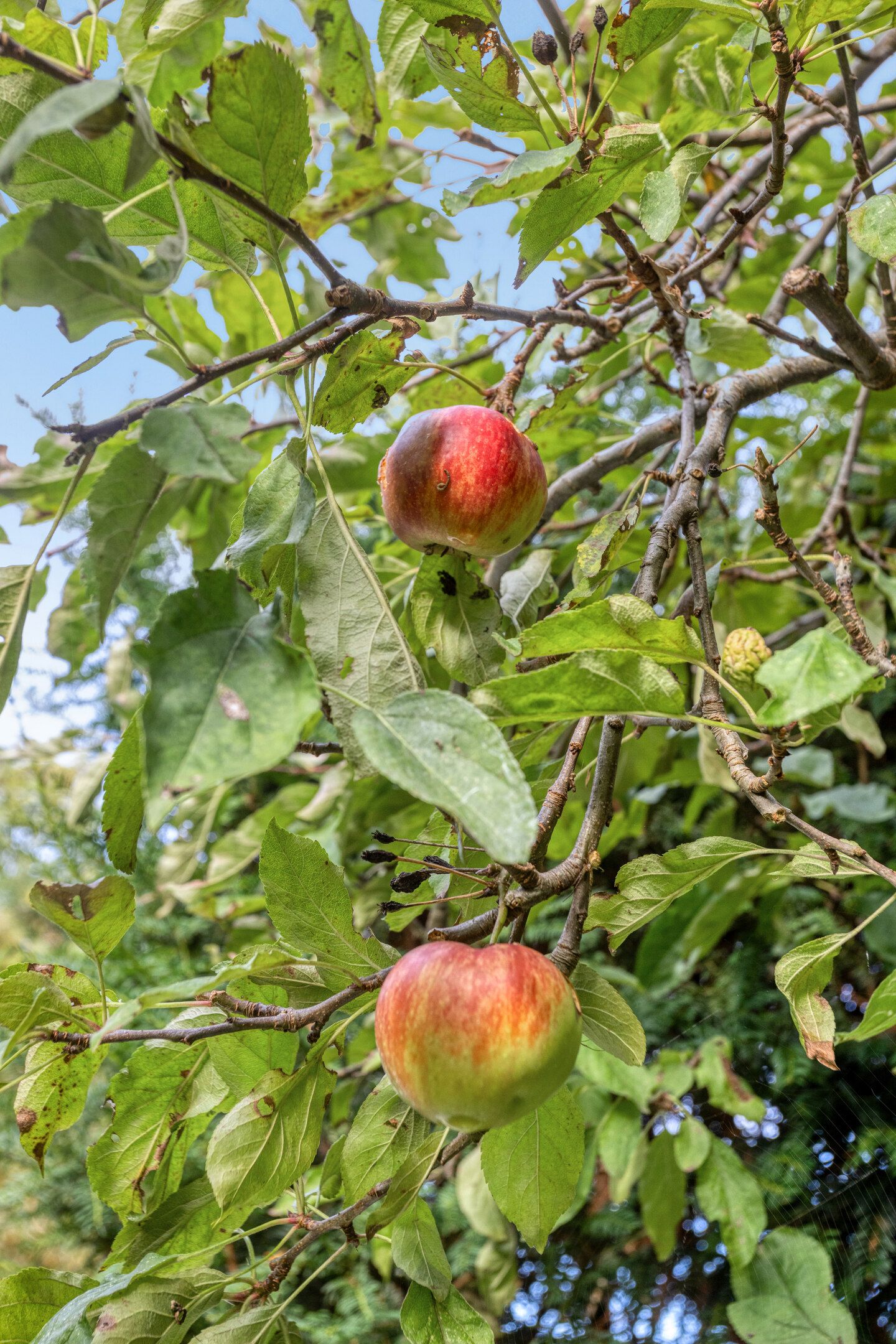 Foto 44 van van der Veurweg 22