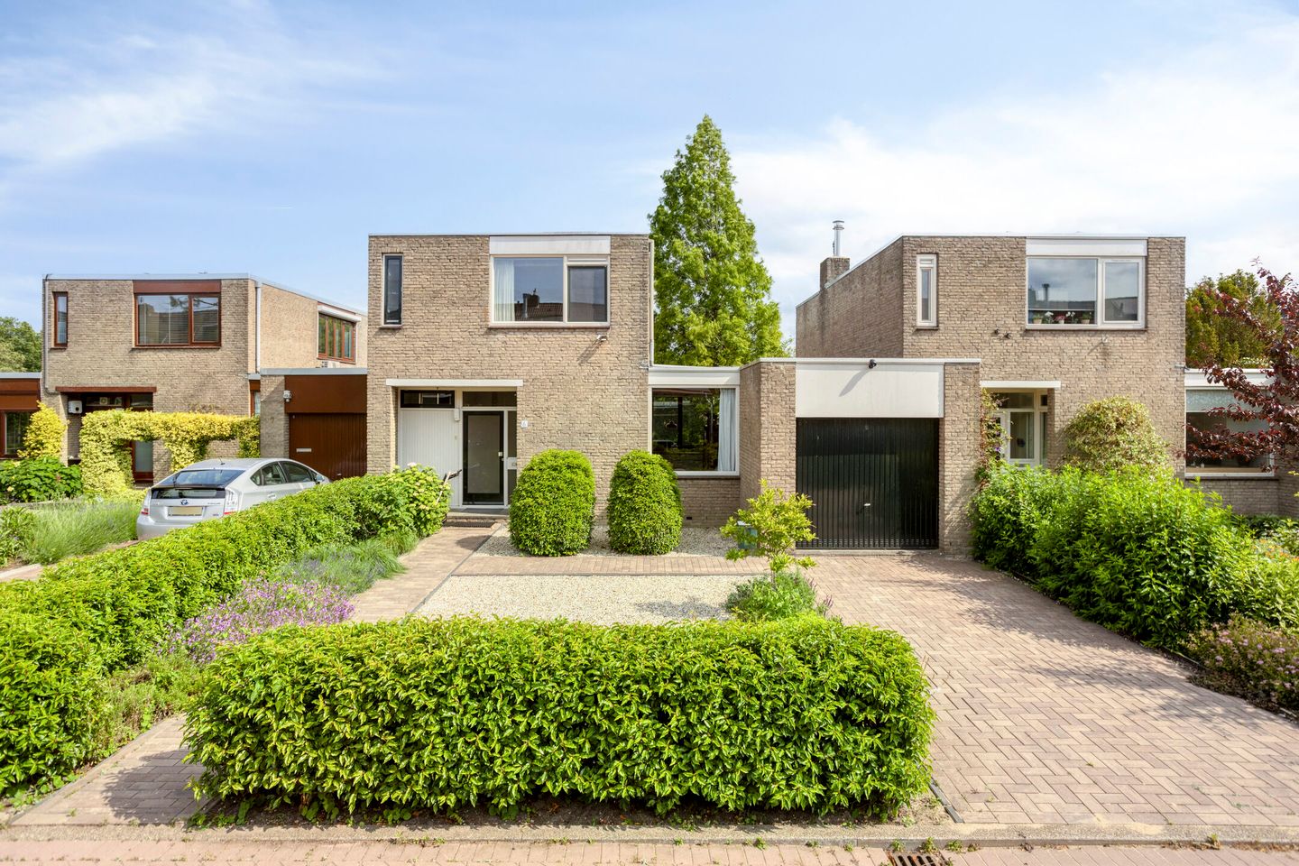 Boksdoorn 6