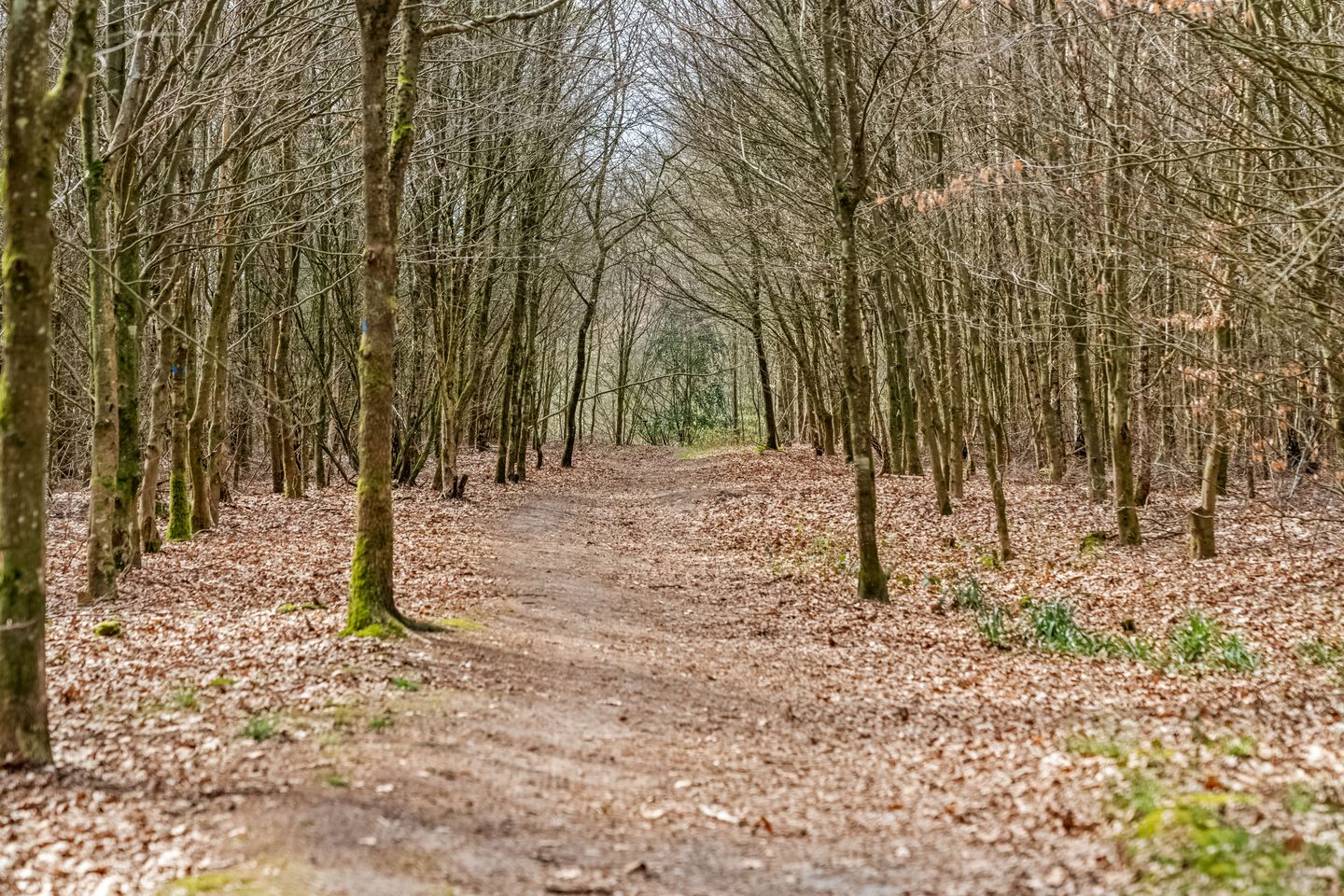 Foto 34 van Apollolaan 118