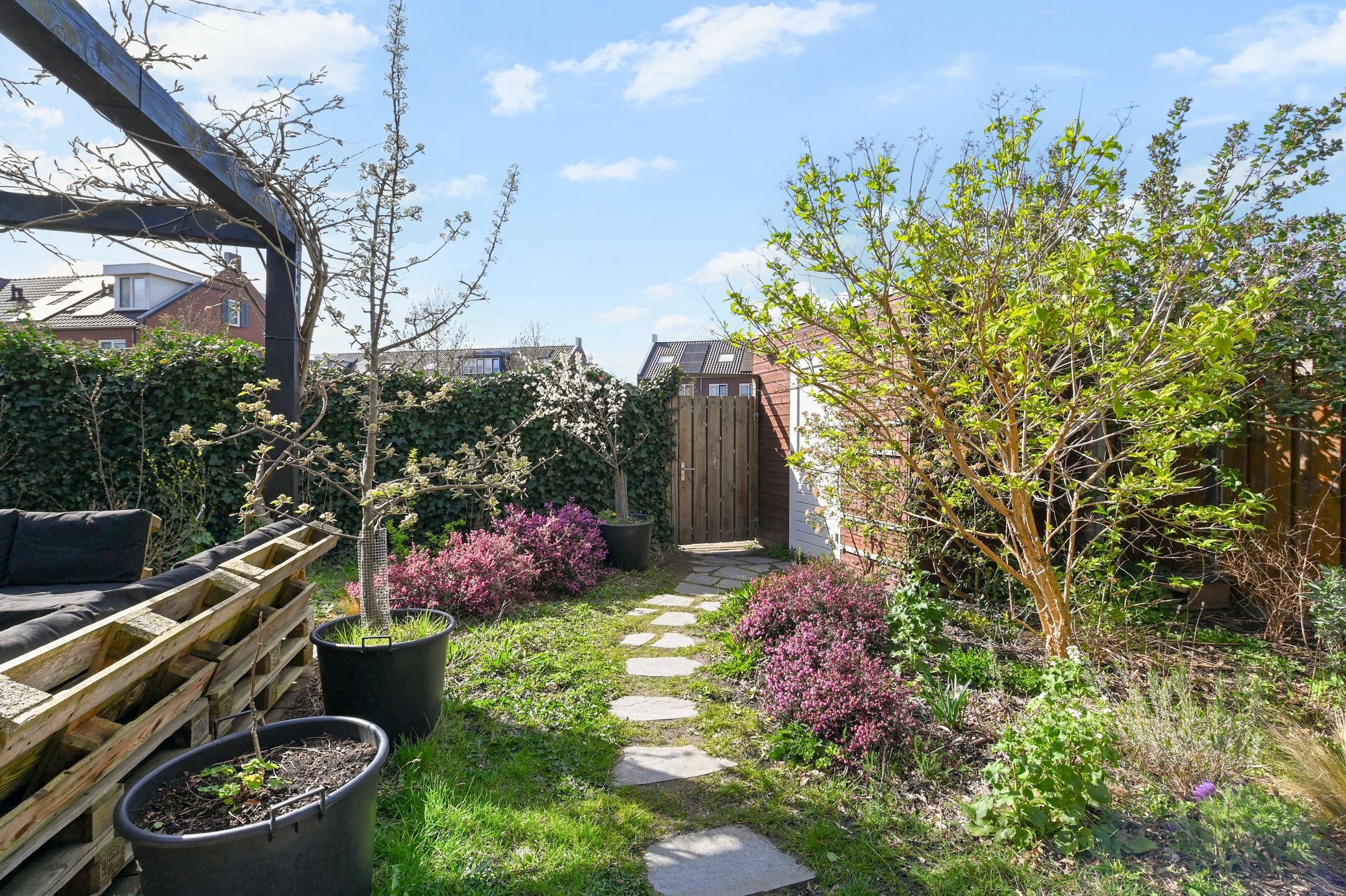 Foto 15 van Boomkruiperzoom 8