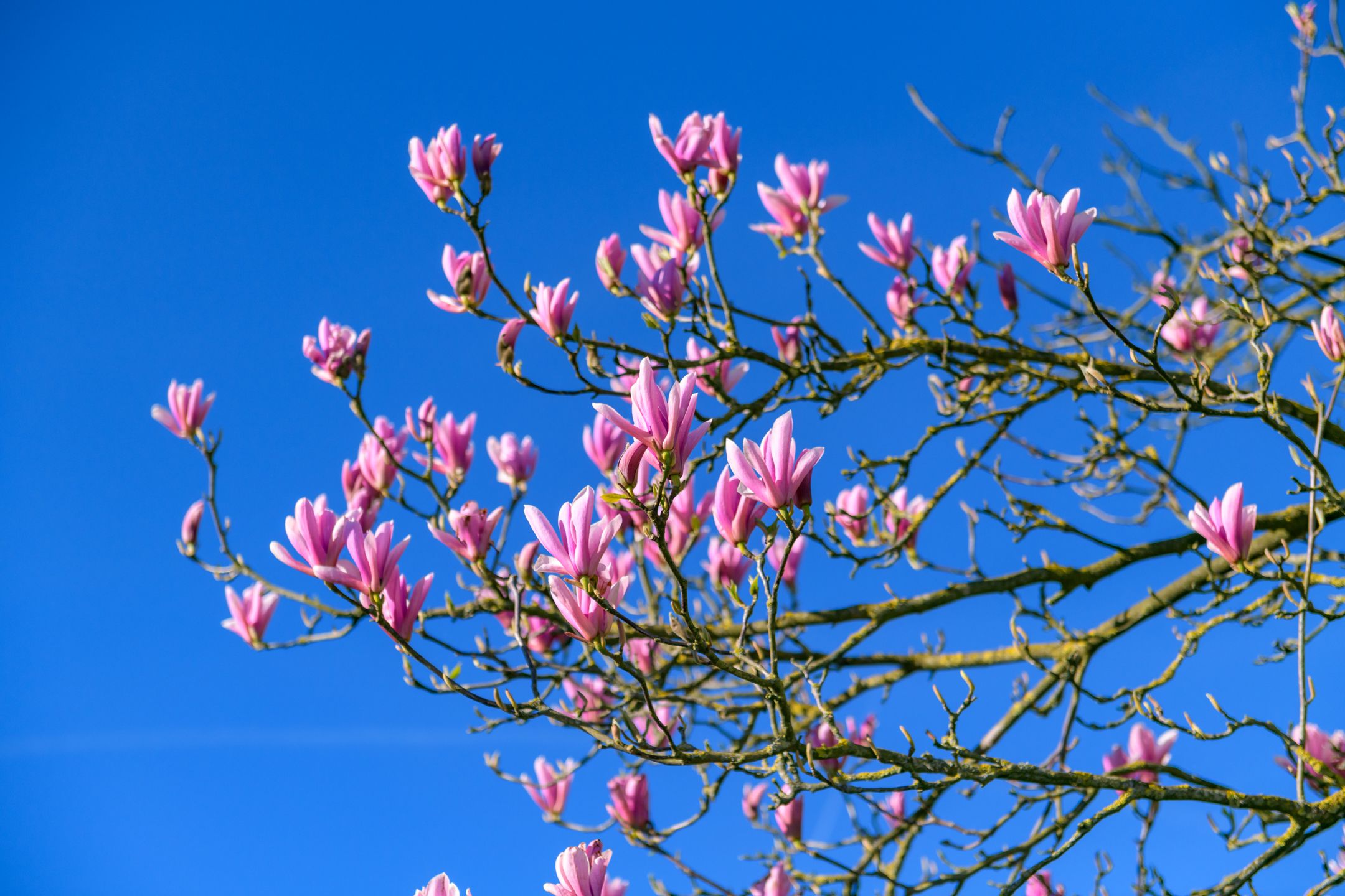 Foto 51 van Krommedijk 5