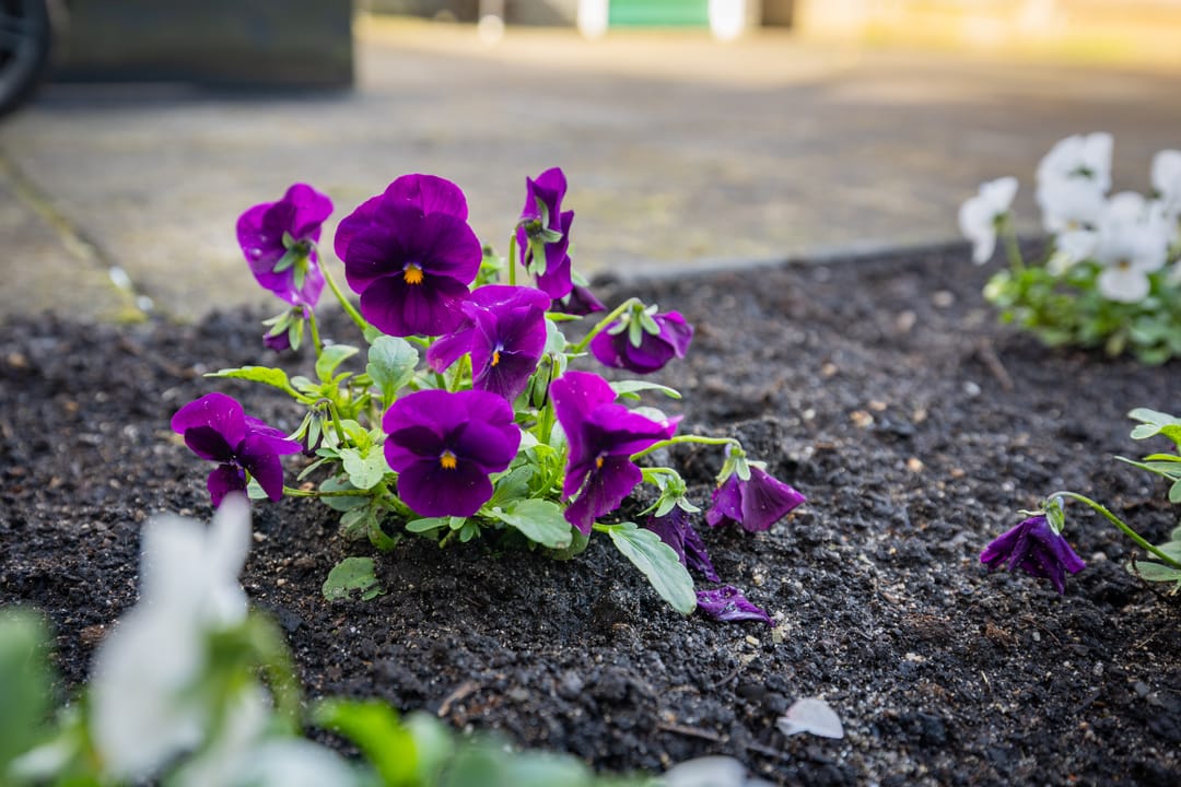 Photo 23 of Gruttostraat 40