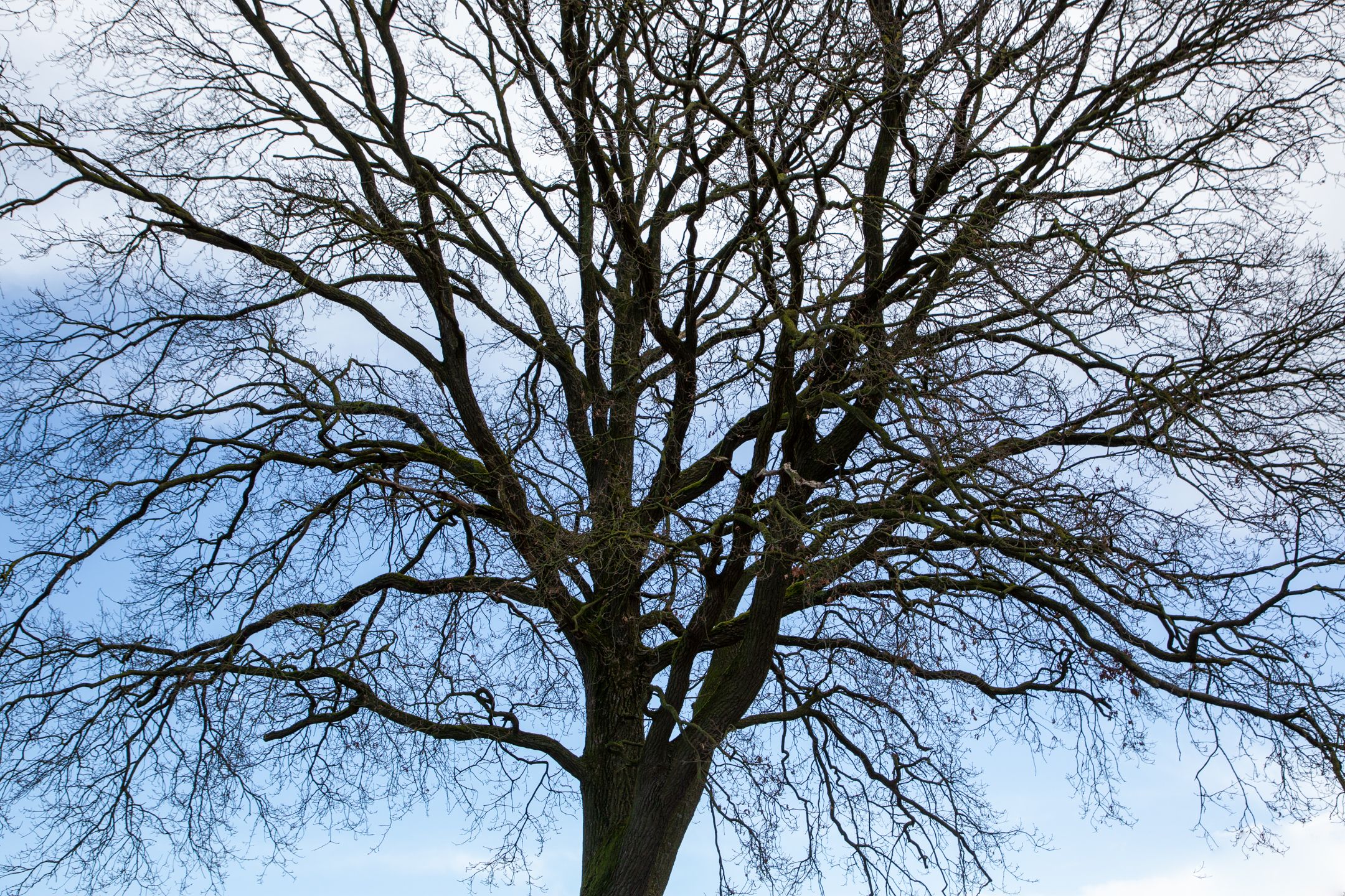 Foto 48 van Dwarsdijk 12