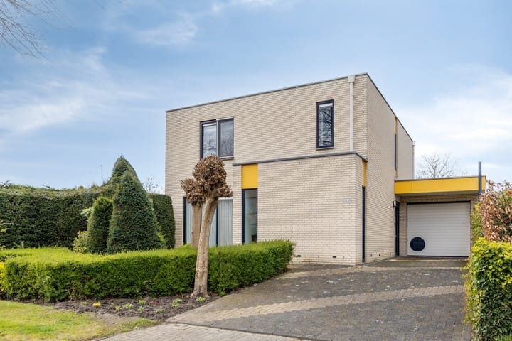 Lamsoor 65 main image