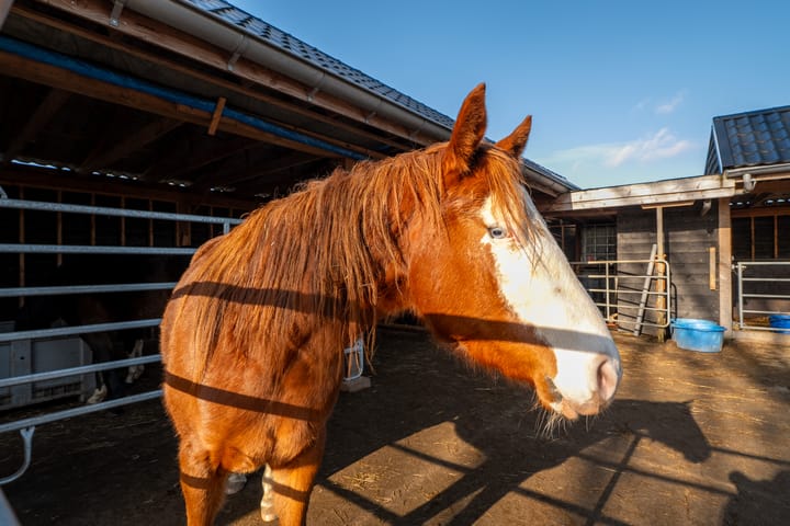 Photo 3 of Hoofdweg 91