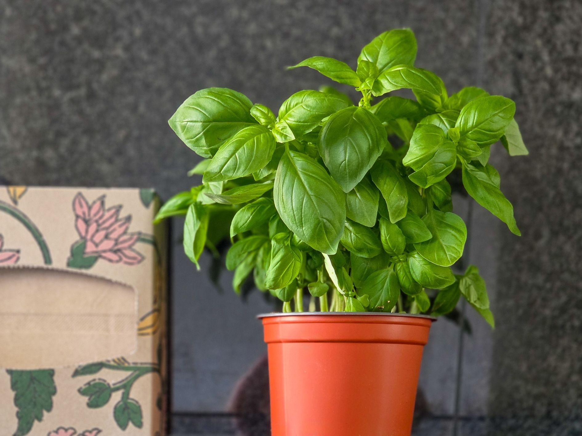 Foto 30 van Godfried Bomansstraat 104