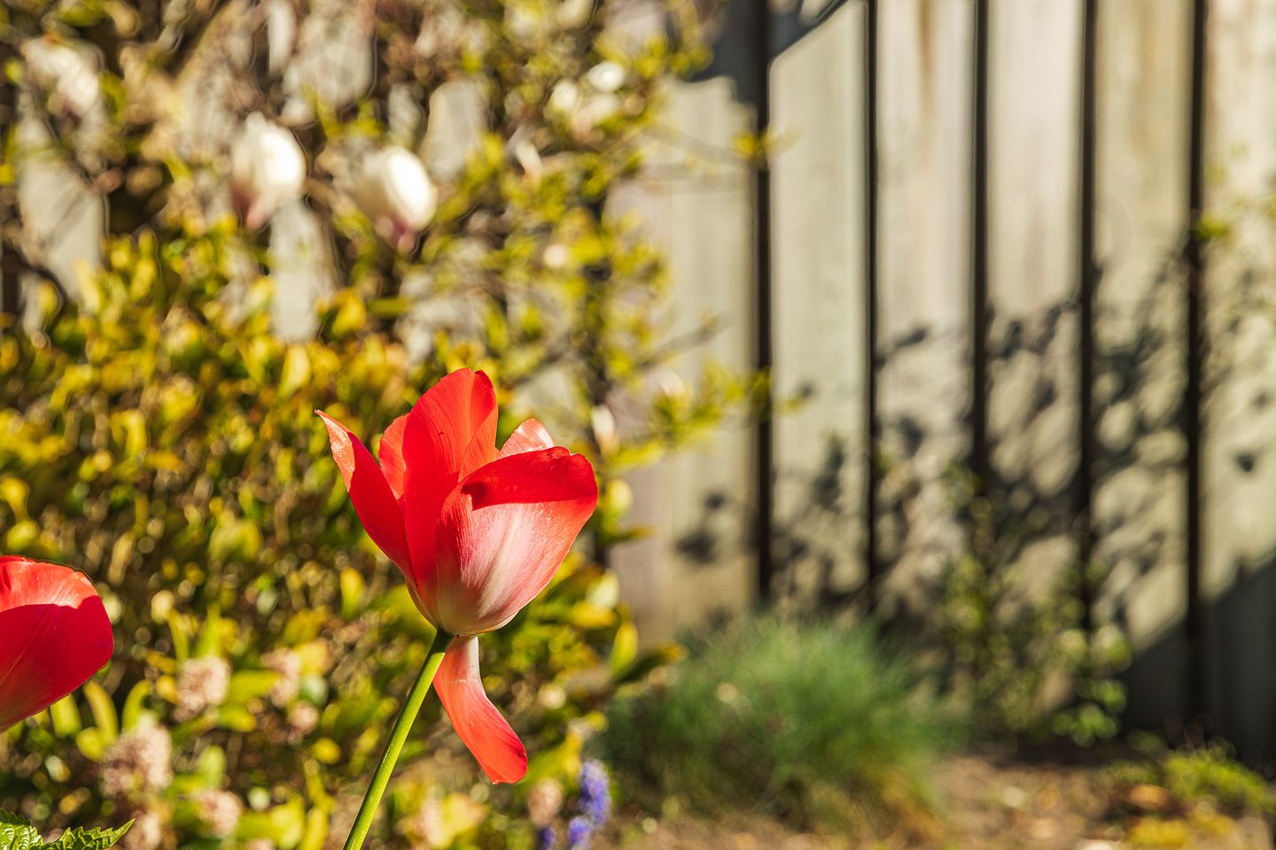 Photo 65 of Brabantlaan 51