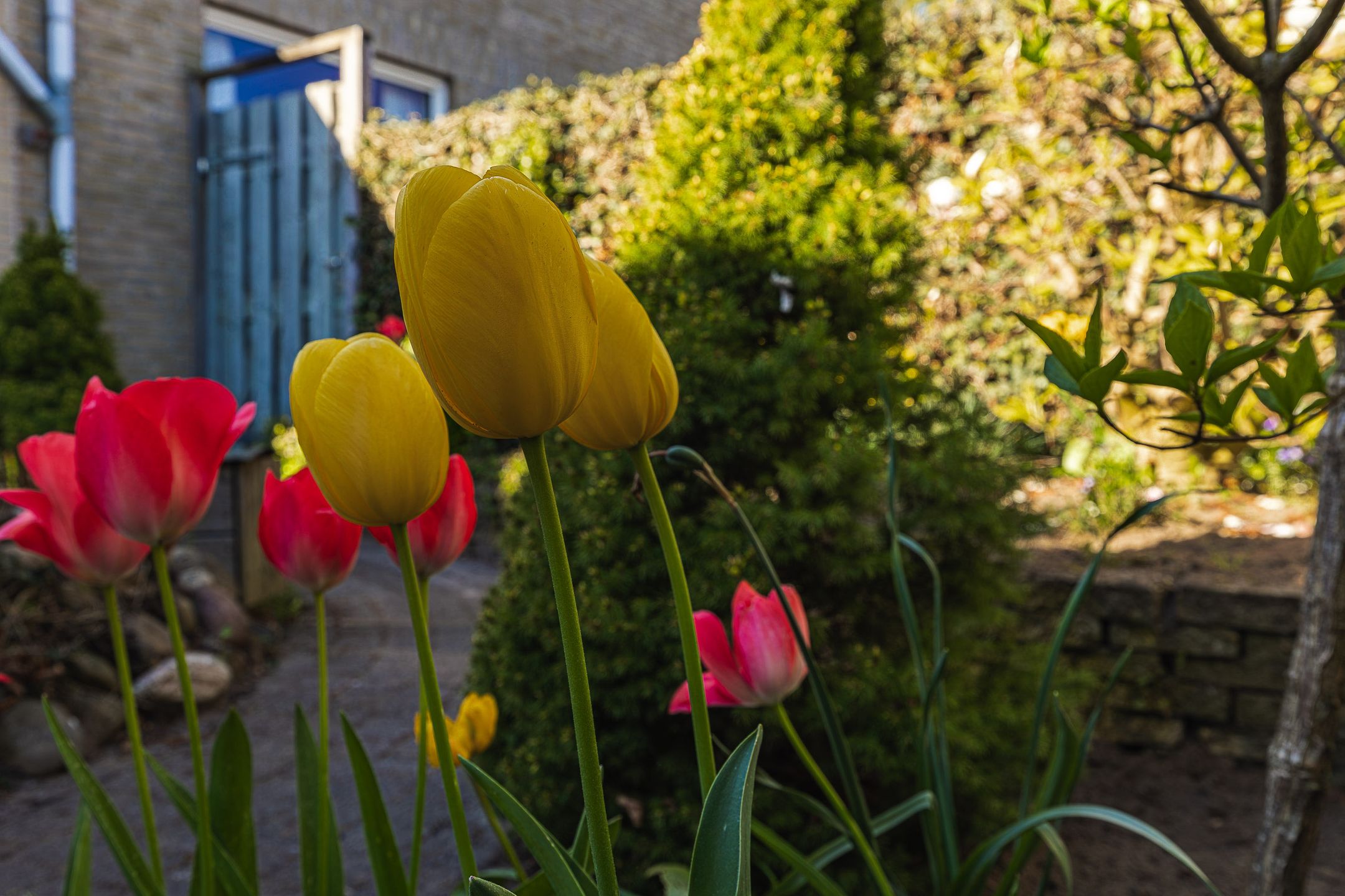 Photo 69 of Brabantlaan 51