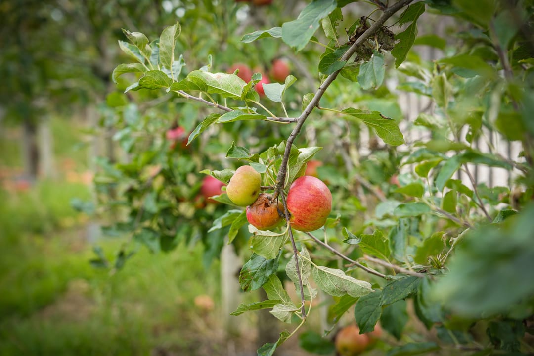 Photo 16 of Duizendmorgen