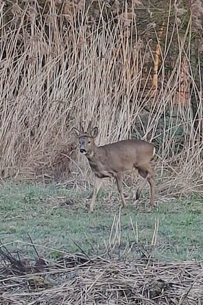 Foto 36 van Slotvalkensteinsedijk 17