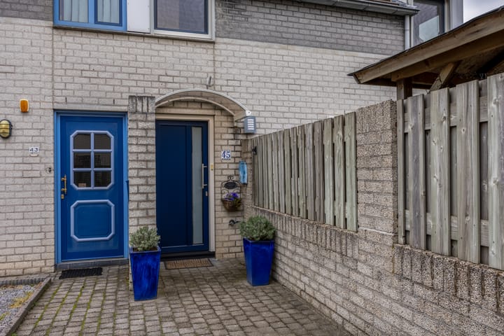 Foto 2 van Penningkruid 45