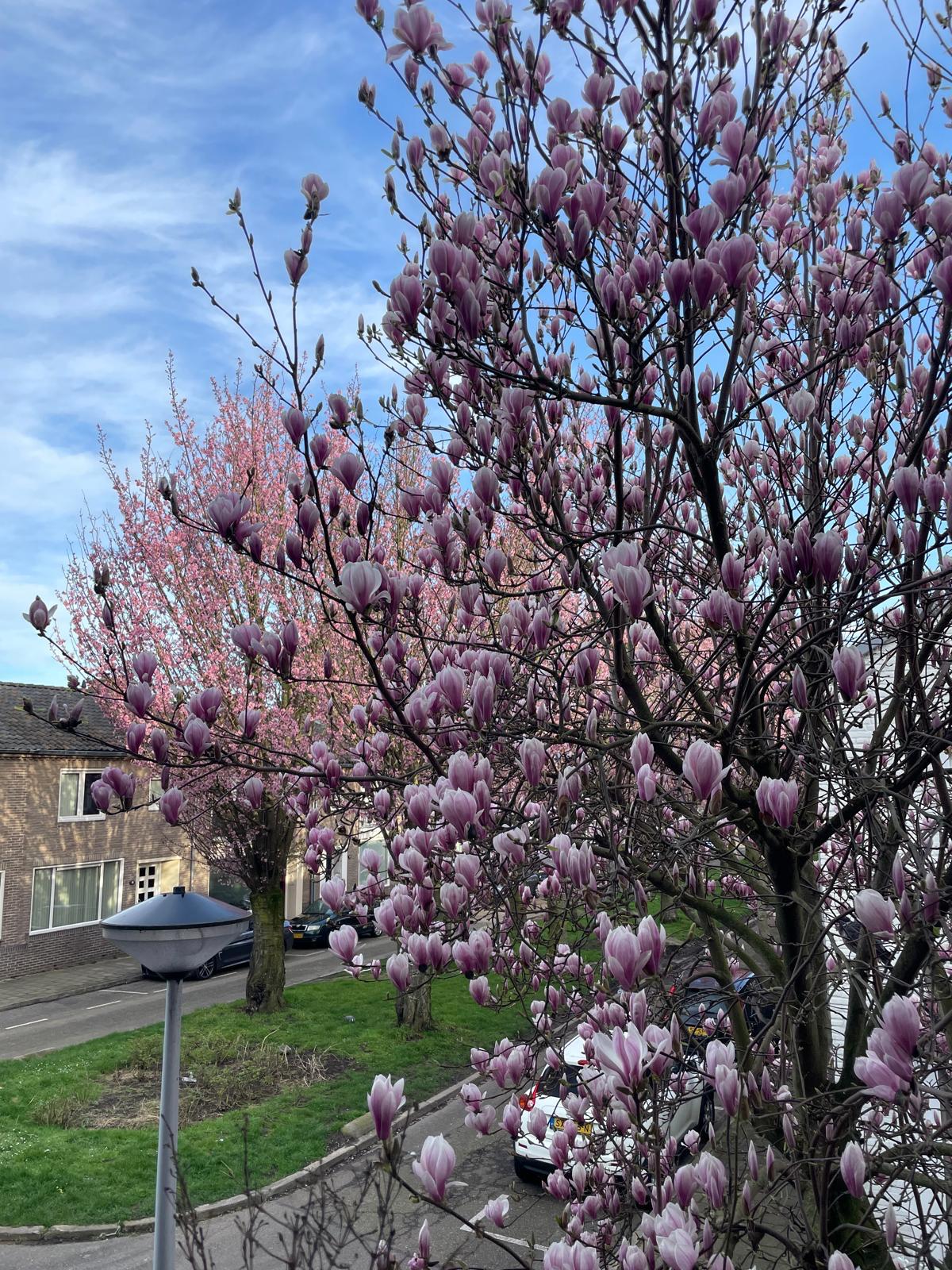 Foto 25 van Menno van Coehoornstraat 44-B