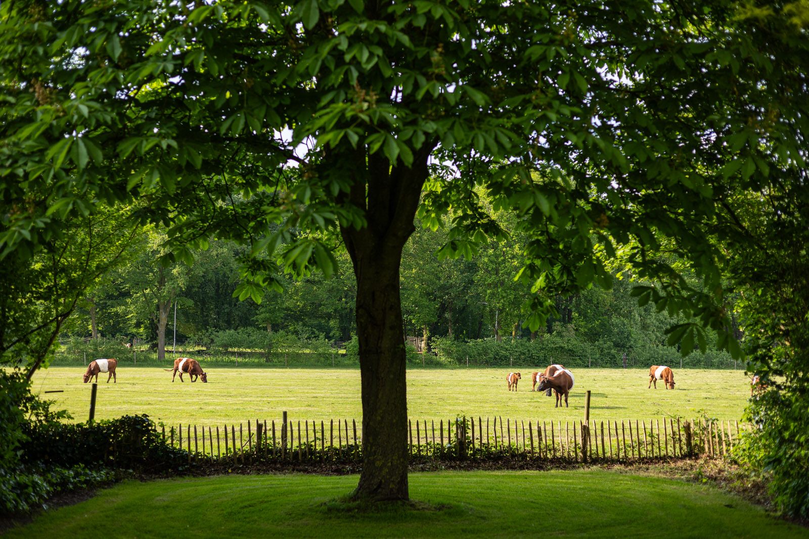 Foto 15 van Maliskampsestraat 86