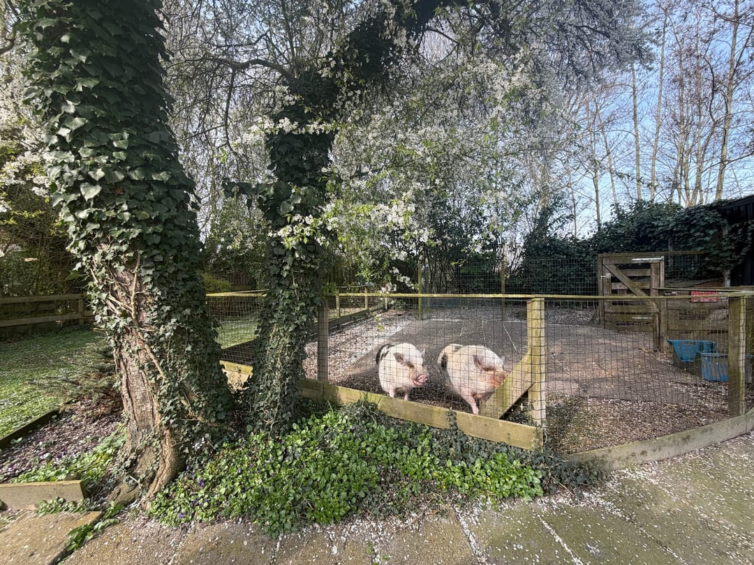 Foto 77 van Welleweg 7