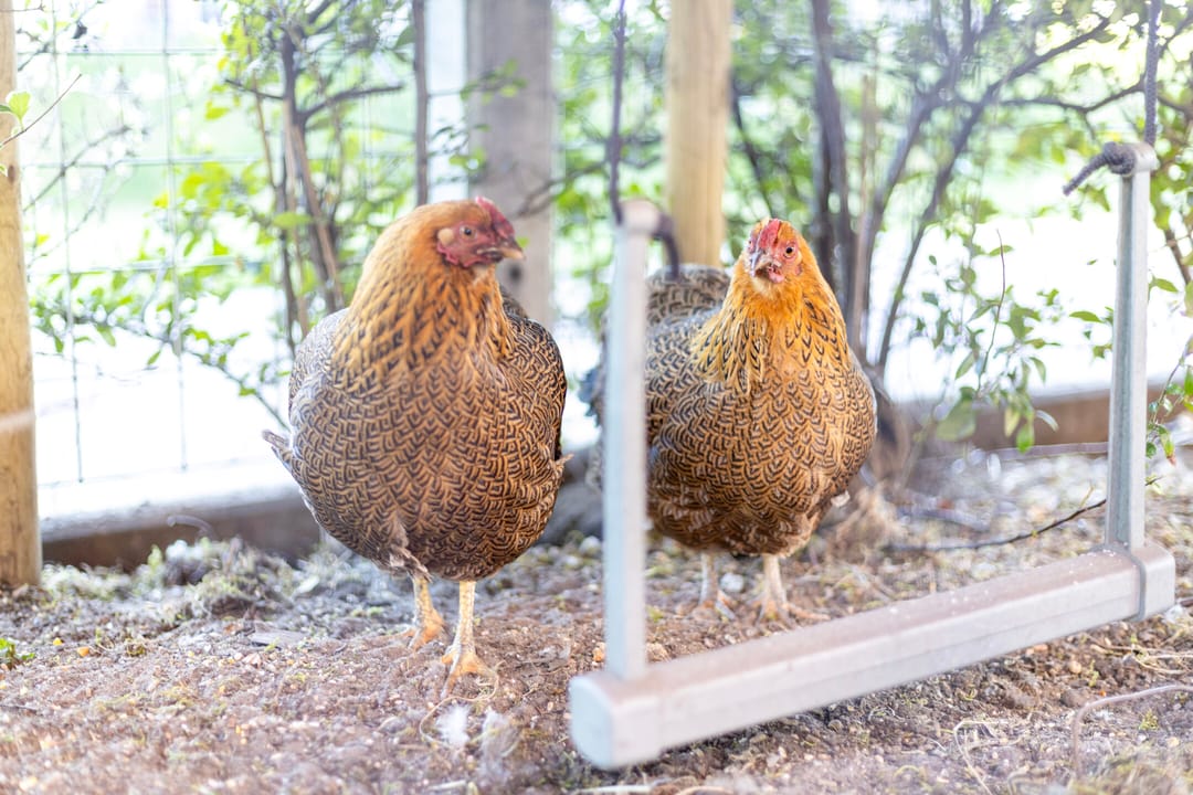 Foto 47 van Kokkerije 29