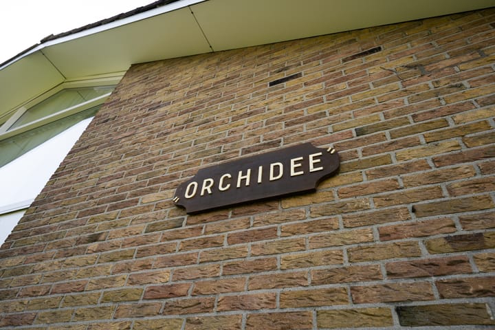 Photo 3 of Orchismient 11