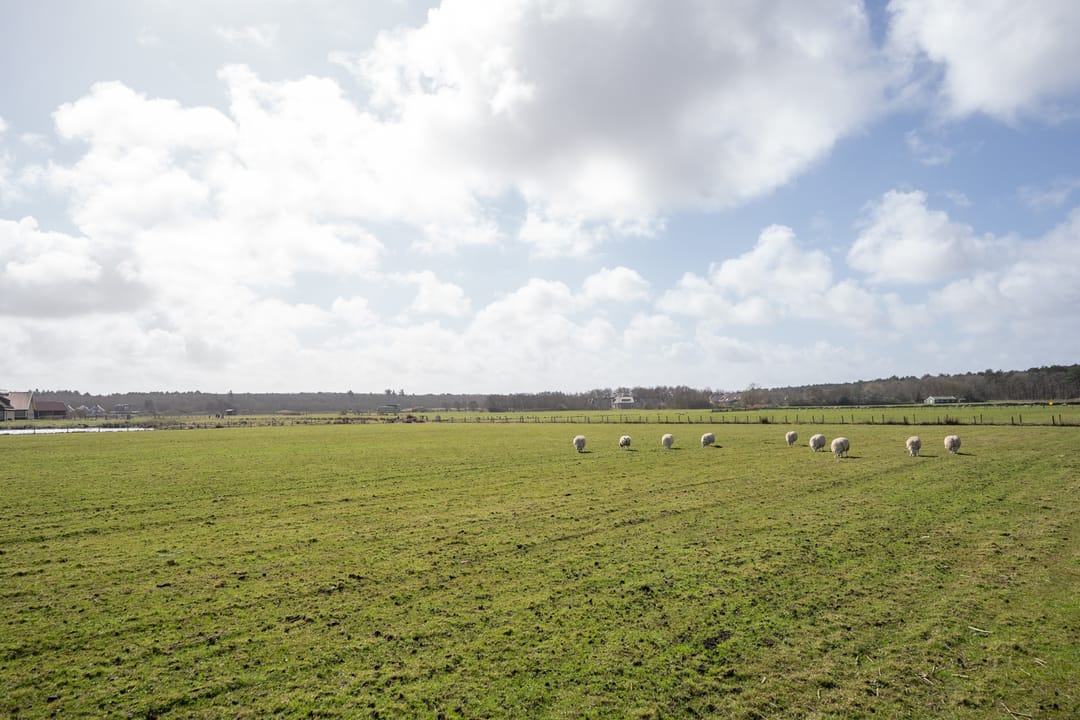 Foto 52 van Orchismient 11