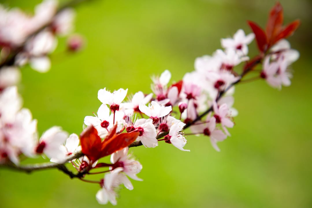 Foto 73 van Laantje van Lasonder 15