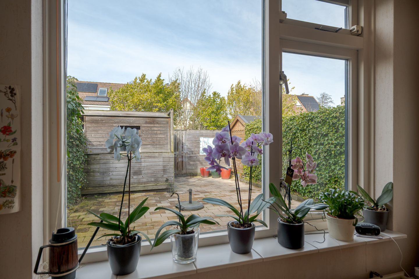 Photo 20 of Koekoeksbloem 4