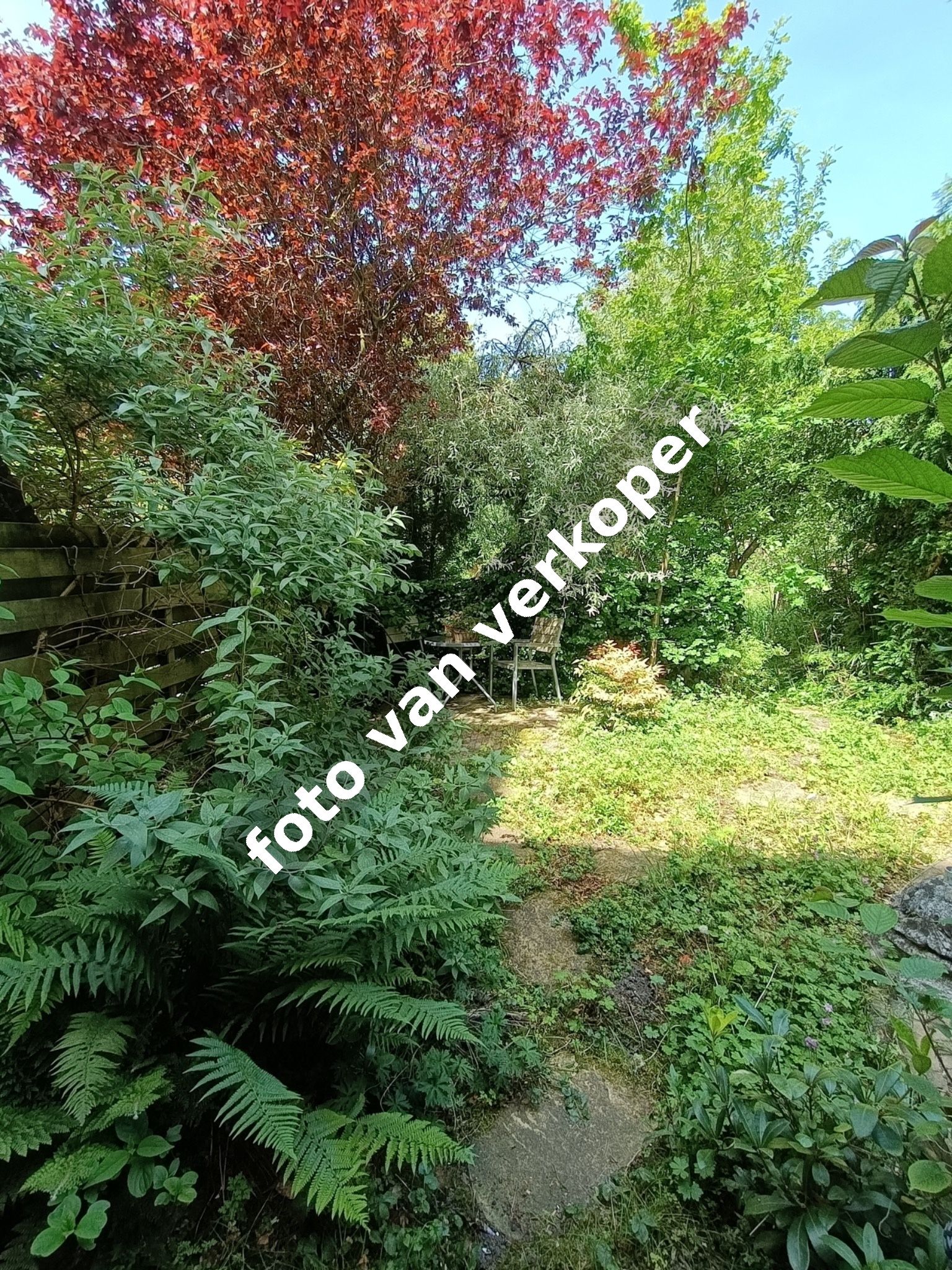 Photo 39 of Donsvlinder 50