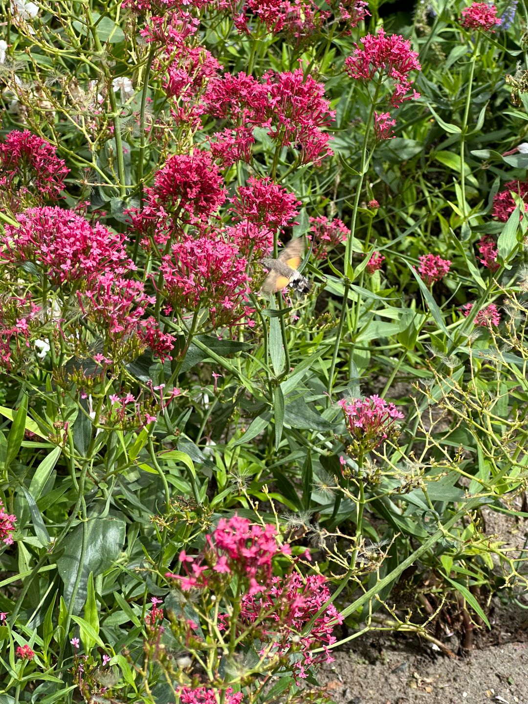 Photo 22 of Gravin Adahof 7